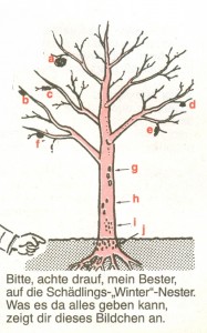 Baum