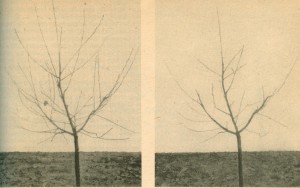 Links vor, rechts nach dem Schnitt