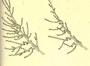 Triebvereinzelung am Gerüstast