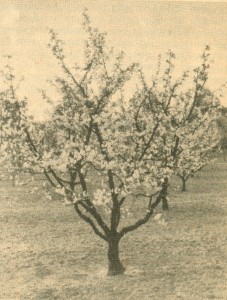 Schattenmorelle mit jährlich vereinzelten Fruchttrieben.