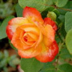 Rose_gelb