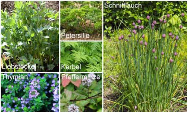 Hochbeetkräuter