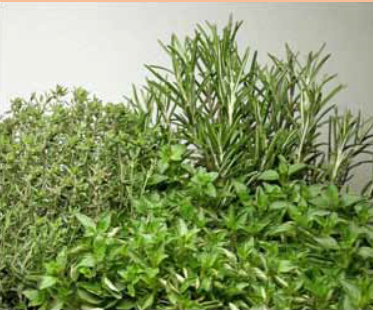 Hochbeet Kräutermischung