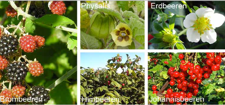 Hochbeet mit Obstanbau