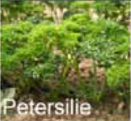 Gemüse wie Petersilie kultivieren
