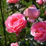 © Petra Dirscherl / PIXELIO