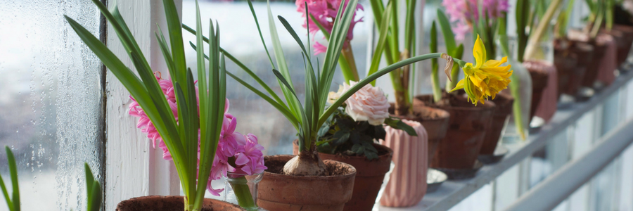 Balkon- und Kübelpflanzen blühen