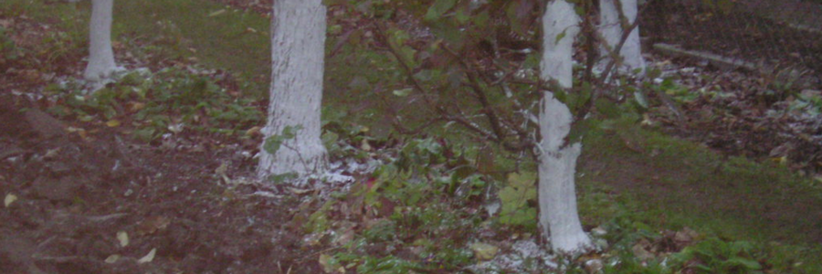 Grten Obstbaumanstrich