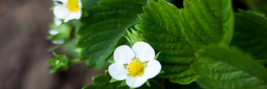 Bodenmüdigkeit bei Erdbeeren