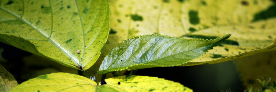 Brennnessel Blätter