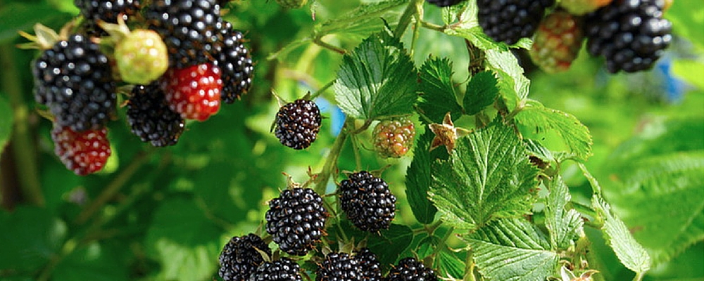 Brombeeren