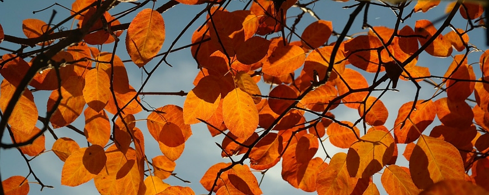 Felsenbirne-Herbstlaub