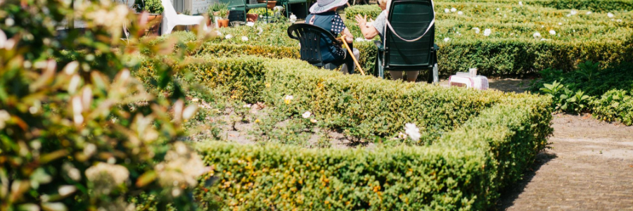hast du gewußt wie Hecken richtig geschnitten werden?