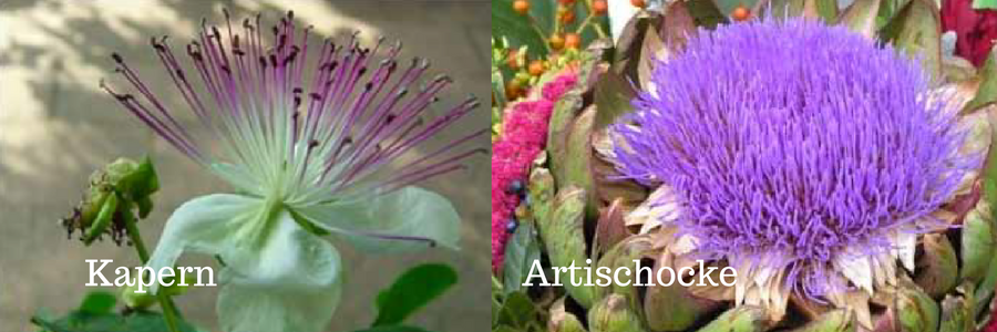 Hochbeet - Gourmetkräuter