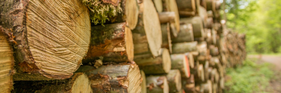 Benzin Kettensägen sind immer angebracht, wenn größere Bäume gefällt werden.