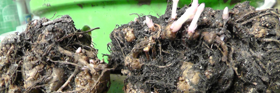 Knollenbegonie-Triebe