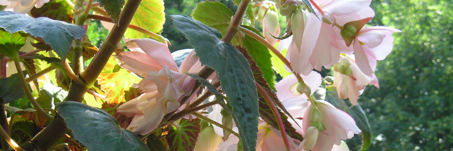 Knollenbegonie-Hängend