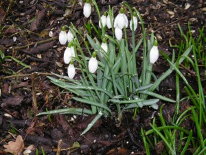 Galantus Nivalis