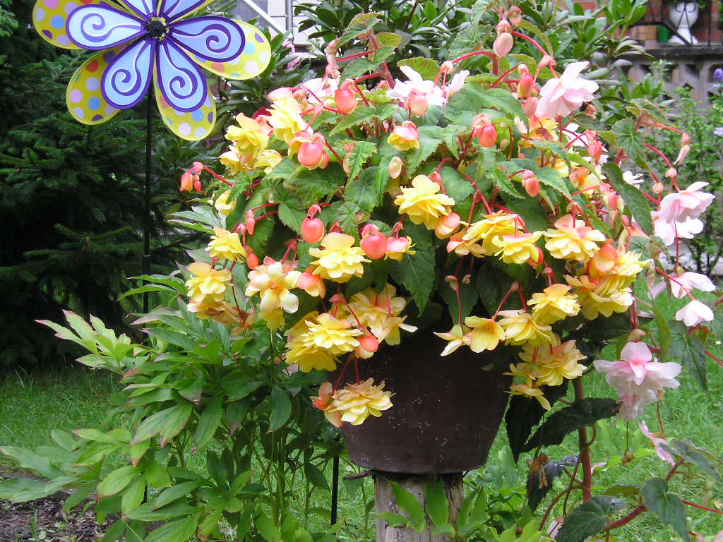 Knollenbegonien – Wissenswertes zur Pflege, Vermehrung und Überwinterung