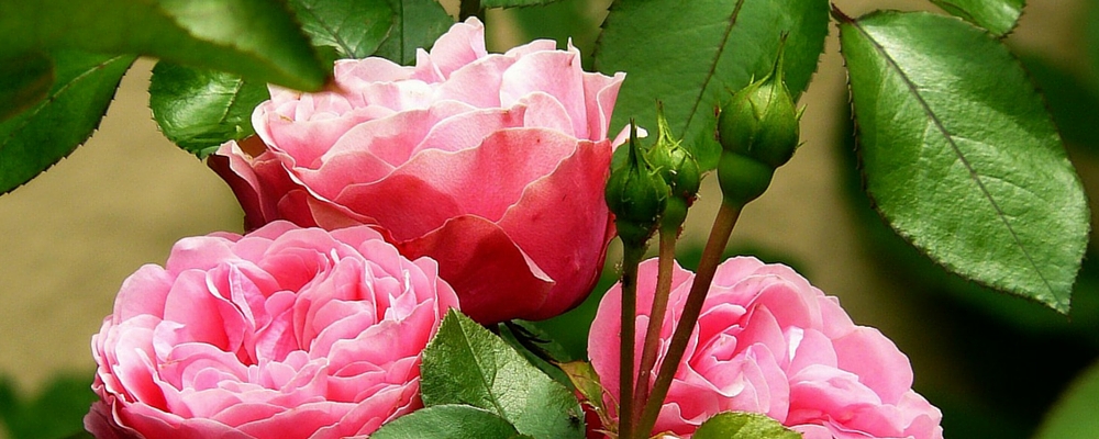 Bodenmüdigkeit bei Rosen.