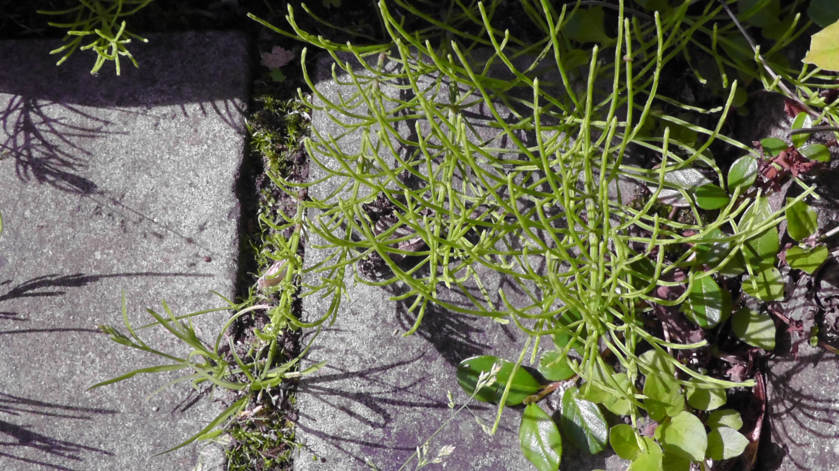 Ackerschachtelhalm im Garten