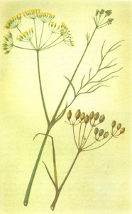 Fenchel