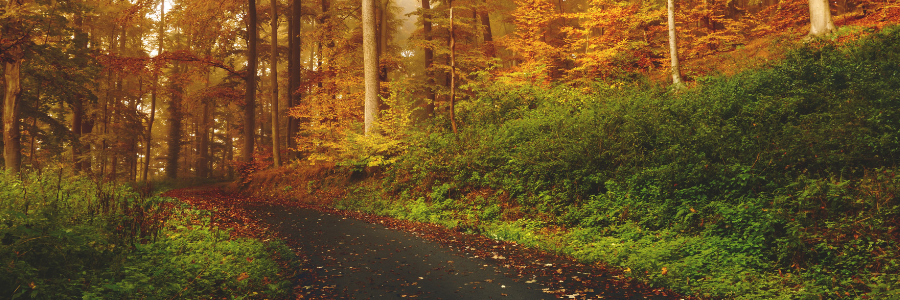 Gesetz für Fäll- und Schnittarbeiten