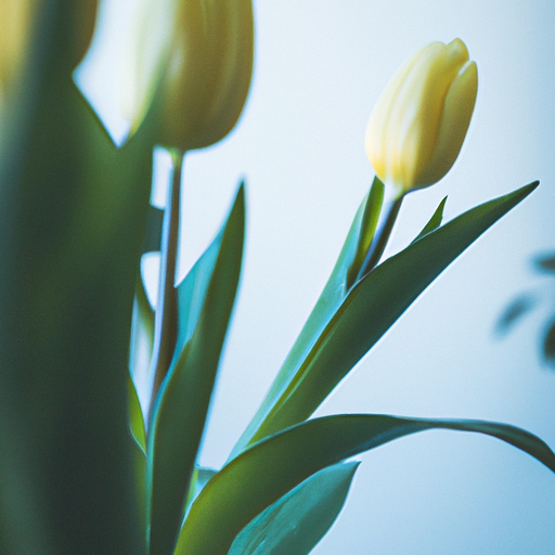 Tulpe-3 Gelbe Tulpen