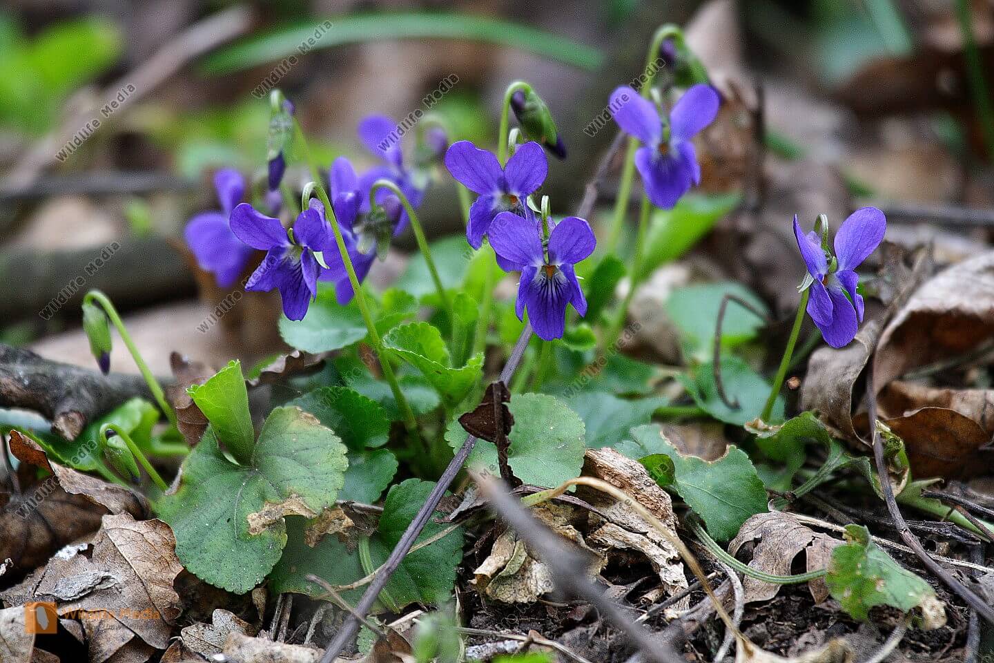 Waldveilchen Waldveilchen