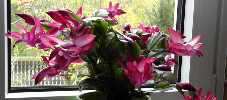 Weihnachtskaktus blüht im Fenster