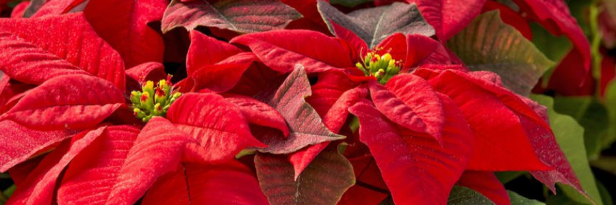 Weihnachtsstern mit Blüten